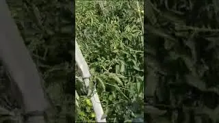 Apna hket hai