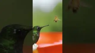 Cute little Hummingbird video | cute birds. #hummingbird #birds #kidsvideo