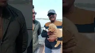 Happy Customer🥳Bought a Golden Retriever ❤️ | Puppy Review