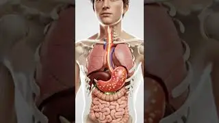 What Happens Inside Your Body When You Eat Guava? (3D Anatomy Animation) #aiart