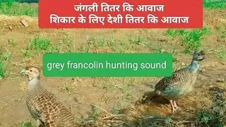 Grey francolin pair voice deshi titar ke jode ki awaaj female partridge sound deshi titar ki awaaj  