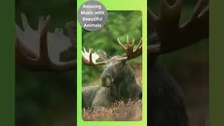 #45 Relaxing music with beautiful animals - New Series #wildlife #animals #meditation #mindfulness