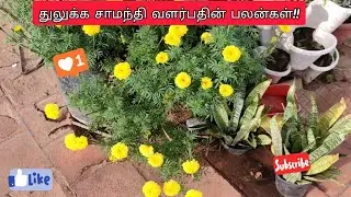 Growing marigold in pots | benefits of growing marigold | #marigold