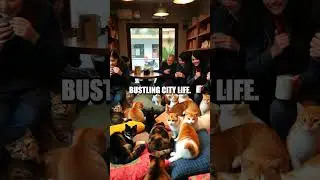 The Unexpected Journey of Cat Caf&eacute;s