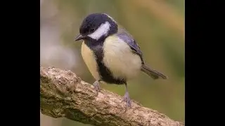 Myszk&oacute;w .Karmnik na żywo. Bird feeder live from Myszk&oacute;w . Polska.