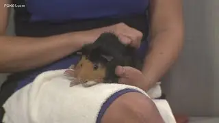 Pet on the Set | Heart the Guinea pig