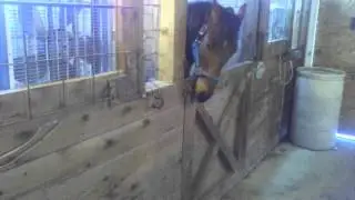 Secretariat's Grandson is Smart!