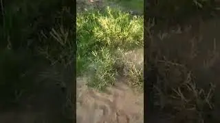 Veja o que a cachassa faz