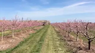 Through the Blossoms