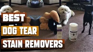 Best Dog Tear Stain Remover In 2026 - Top 10 Dog Tear Stain Removers Review
