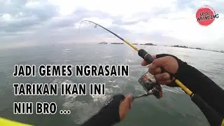 Gemes Sih, Tapi Seru Juga Sambarannya , wkwkwk | CeHa Angler