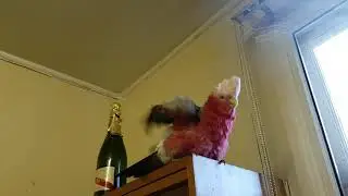 Mandy the Galah getting a spray.