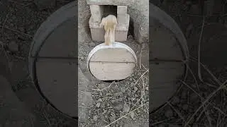 rabbit #trending #newshortsvideo #viral