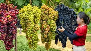 Harvesting Giant Mexican Grapes & Cooking Fresh Meals | From Vineyard to Market Day