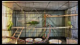 Bonnie & Raclette the Finches - Mickaboo Virtual Adoption Fair