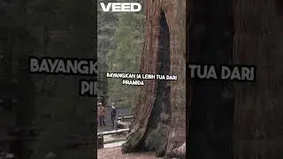 Pohon Tertua di Dunia  Methuselah! #ajaib #negaradidunia #cekfaktaberita #faktaunik #faktamenarik