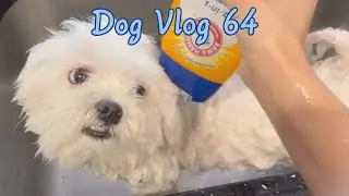 1 YEAR OLD MALTESE HAS ZOOMIES AFTER HIS BATH 🐶🧼💚