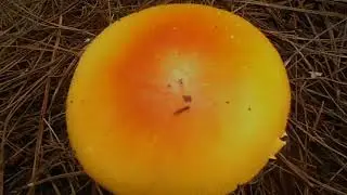 Amanita basii