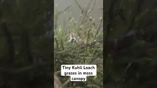 1inch Kuhli loach grazes in a canopy of moss as his shoal hides below