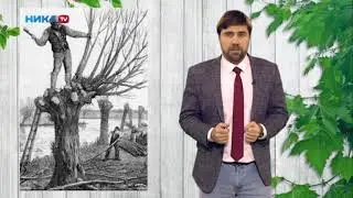Поллардинг -что это!