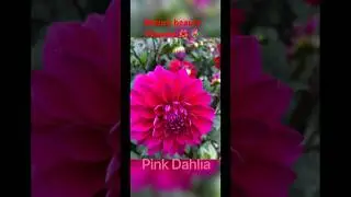 Nature beautiful flowers plants 🌹🌺🪴 baba nursery