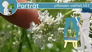 🖼️ Porträt 120 - Wiesen-Bärenklau 🐻 (Heracleum sphondylium) - Steckbrief (Essbar)