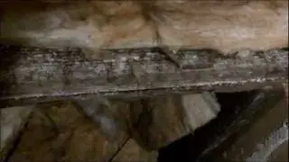 Charlotte Home Inspector Discovers crawlspace fungus floor joist remediation