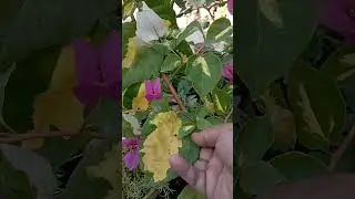 Variegated Bougainvillea plant #shorts #short #youtubeshorts
