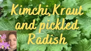 Kimchi, Kraut and pickled Radish | Preserving spring harvest