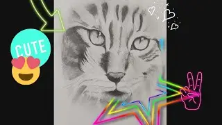 realistic cat drawing😻