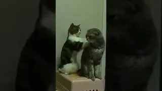 Pijatan kucing