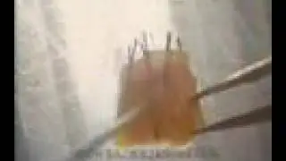 Graft Processing Boards - Video By Cole Instruments