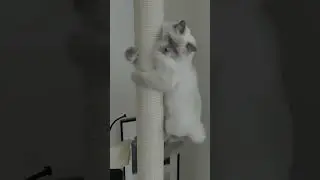 Overboard  &mdash; DJ Vibelord #cat #funnycute #cute #catlover #meme #funny #music #party #dj artist