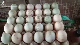 Tips agar telur bebek ukuran besar-besar