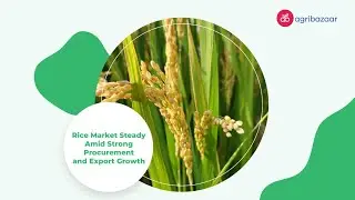 Rice markets steady on strong procurement & exports!