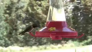 2007 Birds in TX v1