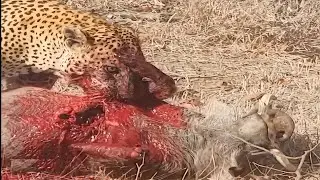 Wildlife and fight for survival