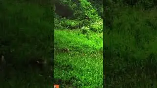 JUST DEER!#shorts #outdoors #nature #deerhunting #strangewoodzoutdoors #scouting #deer #deerseason