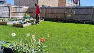 Garden Update花園實况2Apr2025 #growvegetables #種菜 #primrose  #garlic #daffodil #tulip #asparagus #peony