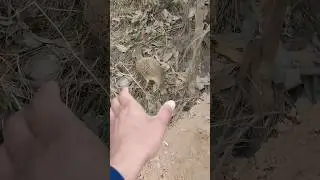 how to catch teetar in the bush #greyfrancolin