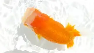 DSCF6819