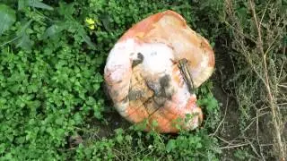 smashed very rotten pumpkin MVI 5737