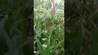 Coconut 🌲🌴 agriculture Malir Karachi sindh Pakistan #kathore #coconut #trees #agri