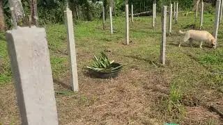 The Start of Our Dragon Fruit Farm