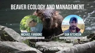 Beaver Ecology and Management
