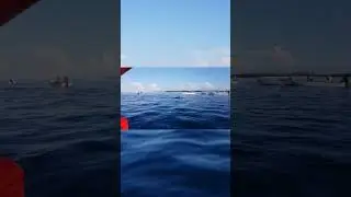 incredible Dolphin's of Zanzibar #dolphin #dolphins #fish ##yt #short #shorts #subscribetomychannel