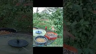 Male Cardinal finally decides to show himself!! #birds #animals #wildlife #shorts #nature