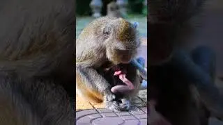Adorable newly baby trying hug mom getting milk