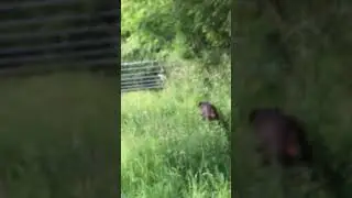 Zinzan the Dobermann can&rsquo;t catch rabbits 🤣
