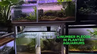 My experience of keeping L-number plecos in planted aquariums